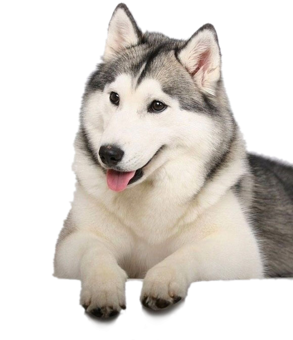 Husky Png Clipart Background - Best Husky Transparent Png (580x800), Png Download
