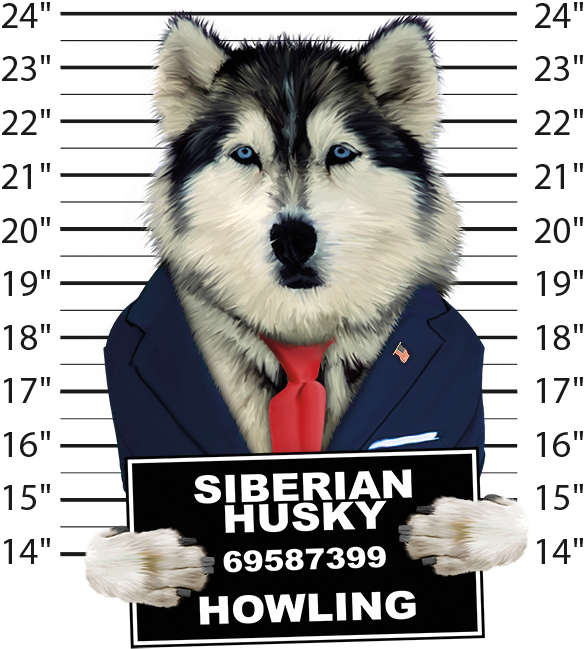 Siberian Husky Mugshot - Husky Mug Shot Clipart (675x675), Png Download