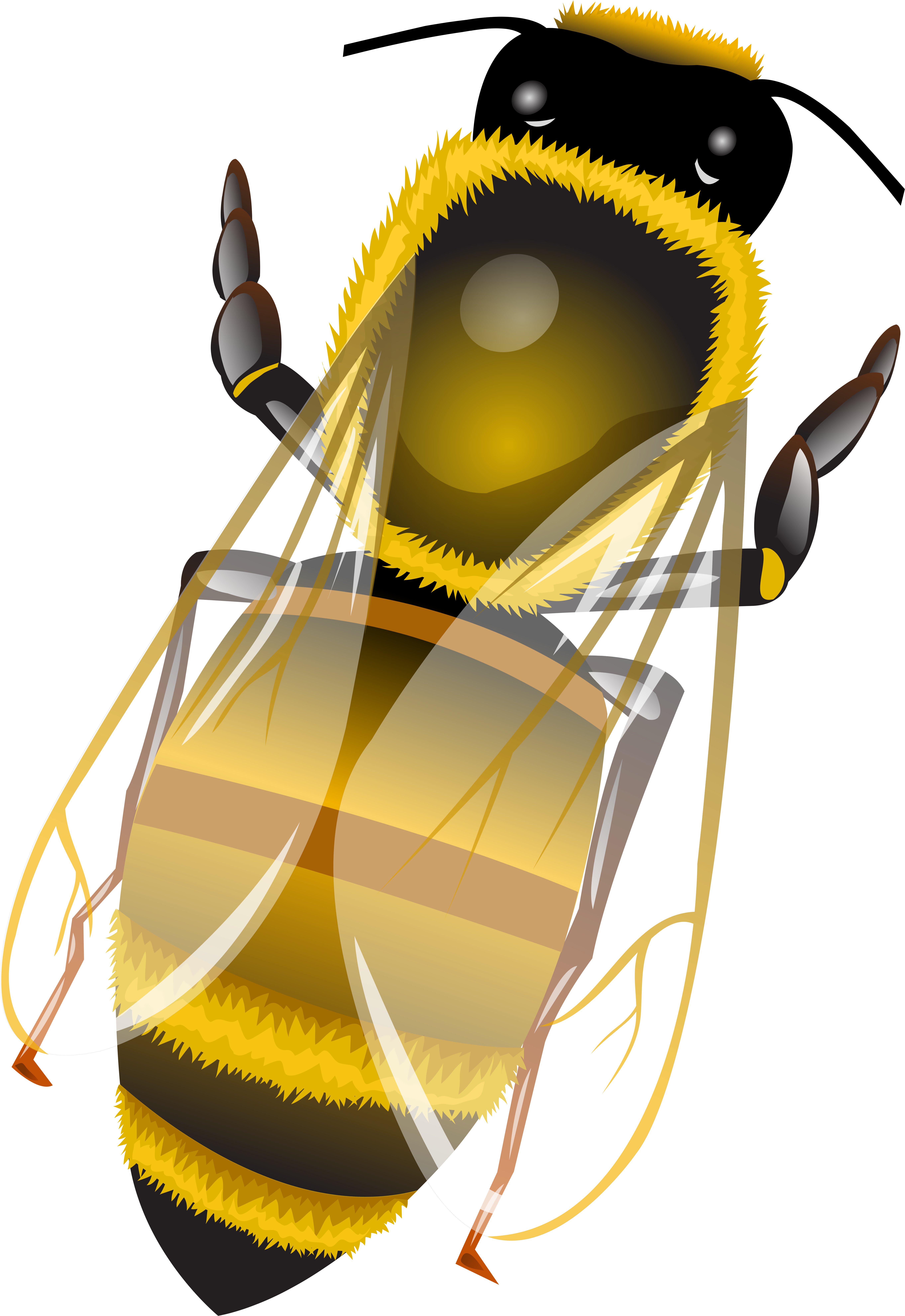Bee Png Clip Art - Illustration Transparent Png (5522x8000), Png Download