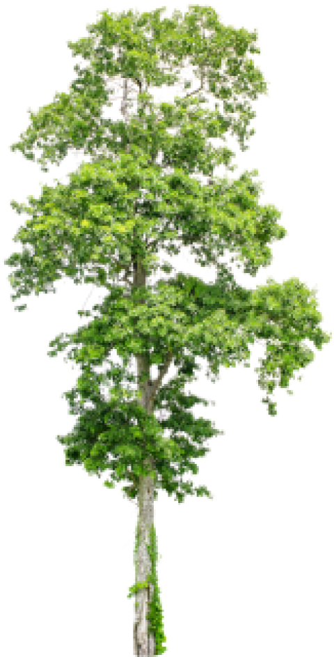 Free Png Download Tree Png Images Background Png Images - Neem Ka Ped Hd Clipart (480x943), Png Download