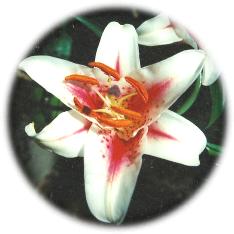 Asian-lily - Lady Tulip Clipart (833x833), Png Download