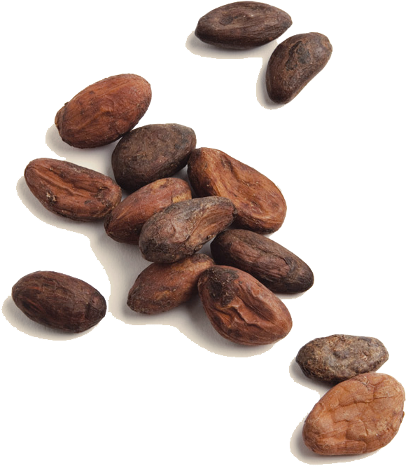 Profile - Cocoa Beans Png Clipart (607x709), Png Download