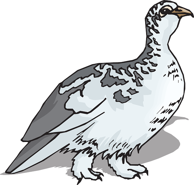 Ptarmigan Clipart - Png Download (640x611), Png Download