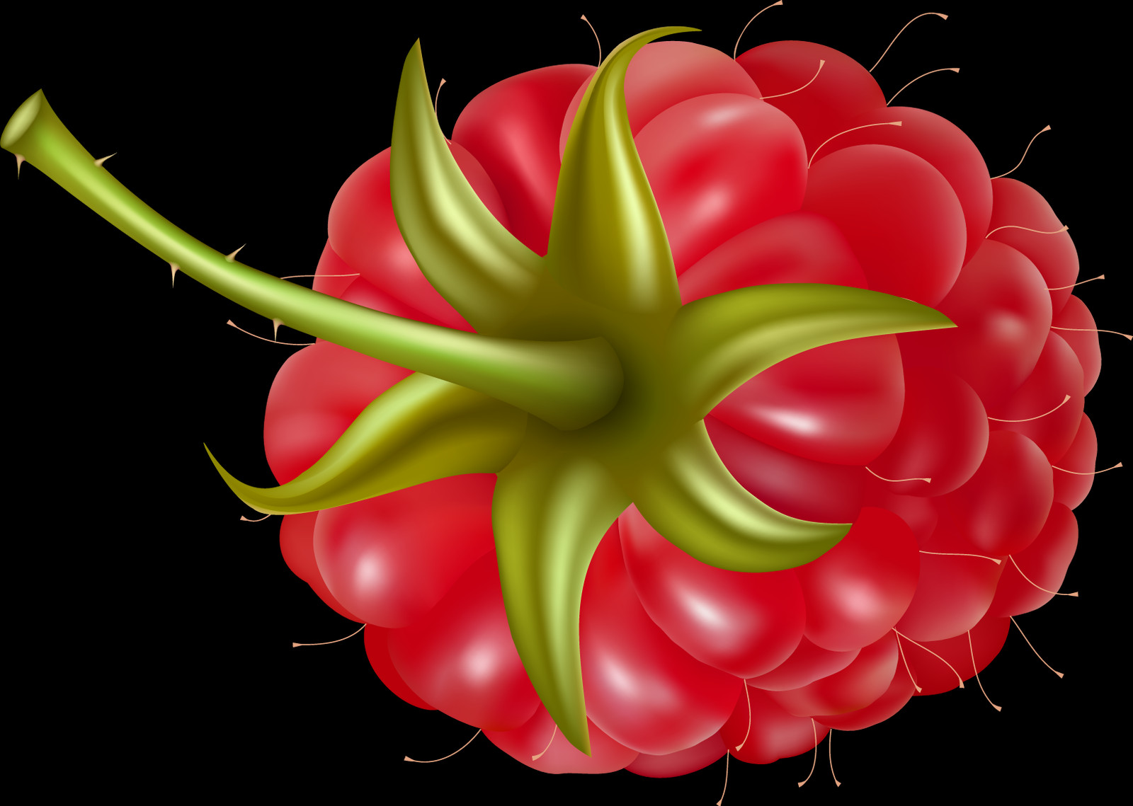 Raspberry Clipart (1600x1139), Png Download