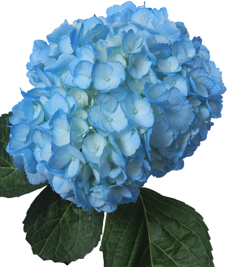 Tinted Light Blue - Light Blue Flowers Png Clipart (935x1100), Png Download