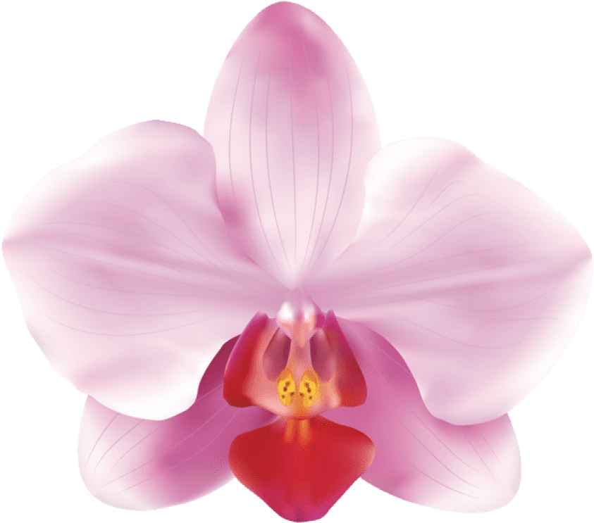 Free Png Download Pink Orchids Png Images Background - Pink Orchids Png Clipart (850x750), Png Download