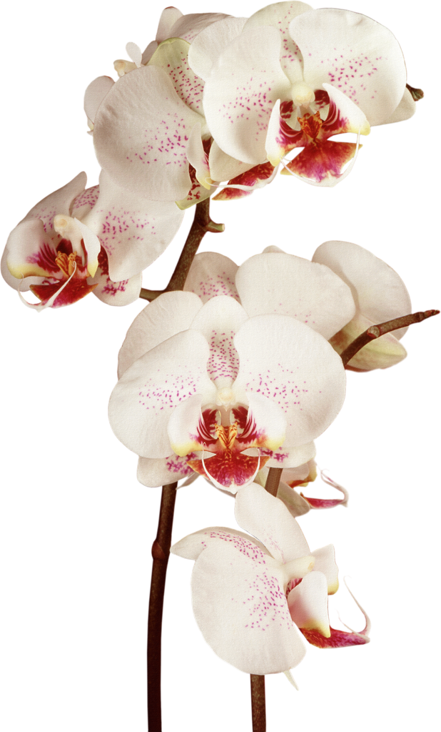 Orchid - Moon Orchid R Png Clipart (618x1024), Png Download