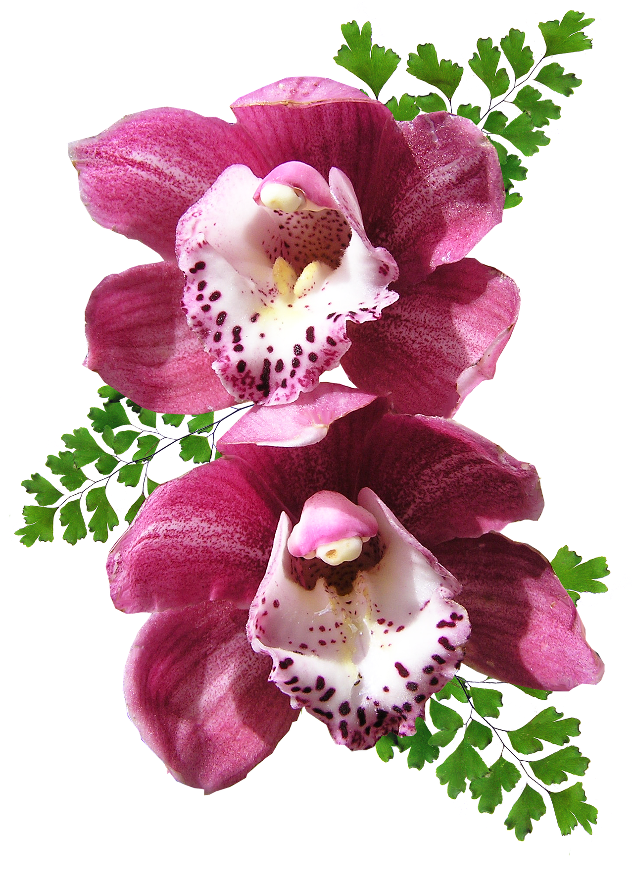 Orchid - Orquideas Png Clipart (1468x1920), Png Download