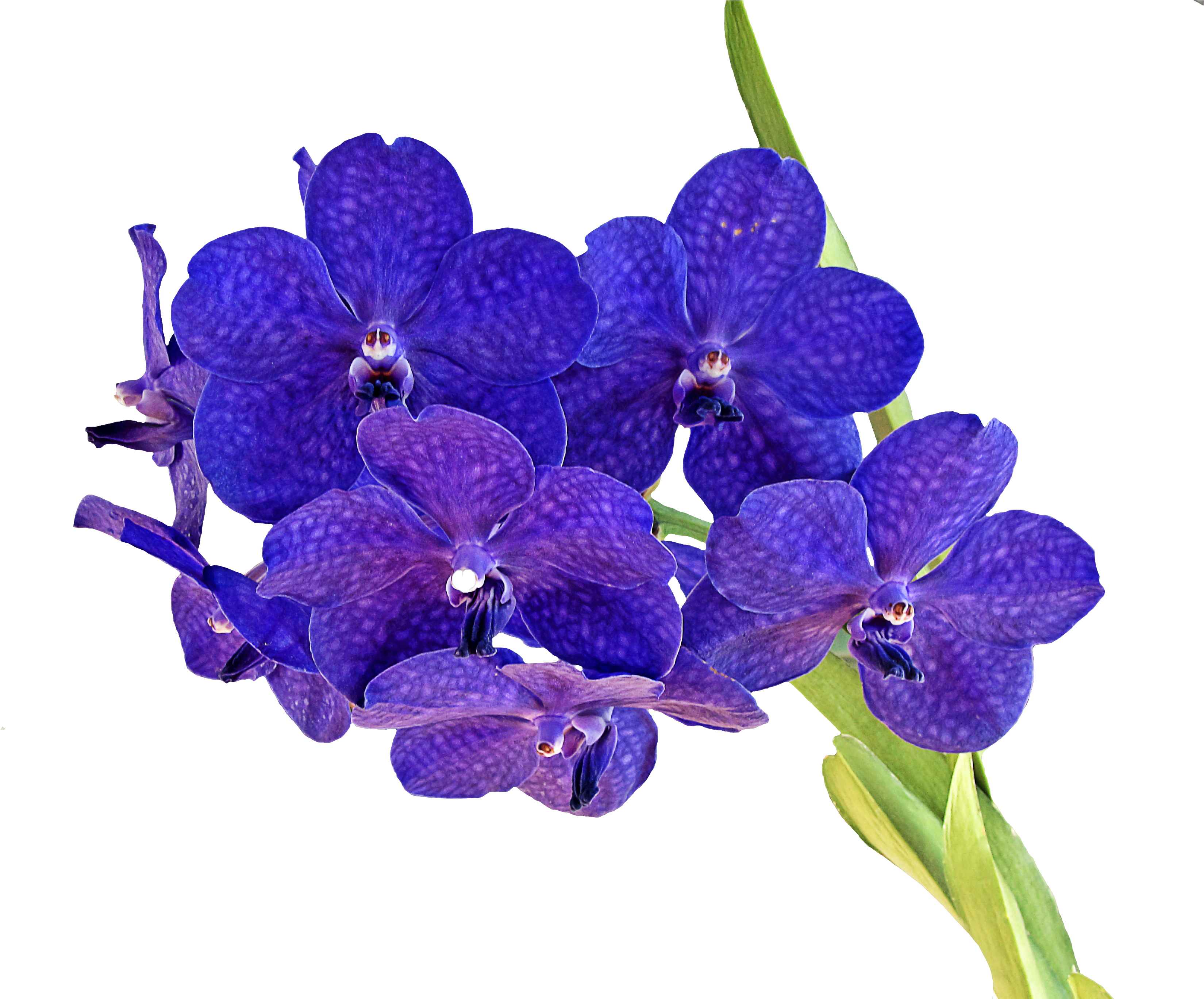 Anggrek Png Clipart (3648x2736), Png Download