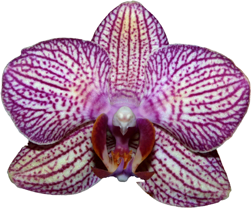 Orchids - Moth Orchid Clipart (900x735), Png Download