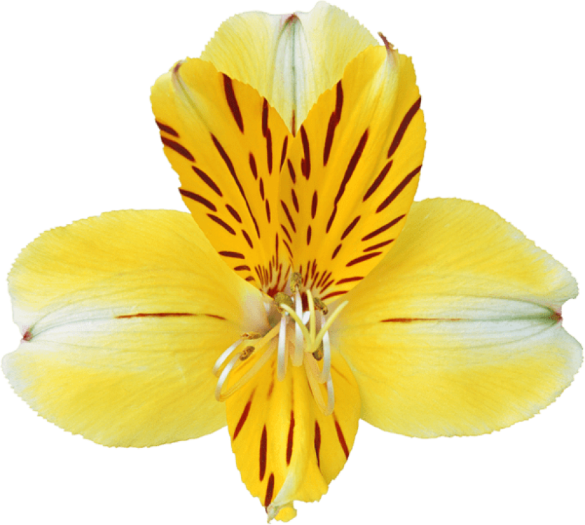 Free Png Yellow Orchid Png Images Transparent - Фото Clipart (850x764), Png Download