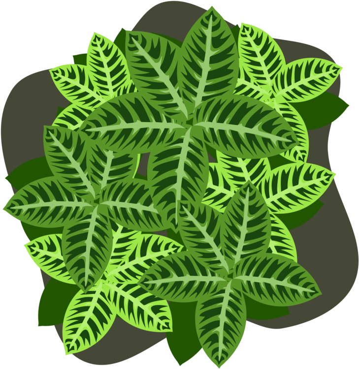 Four Leaf Clover Plant Four Leaf Clover Shamrock - Fern Clipart (750x750), Png Download