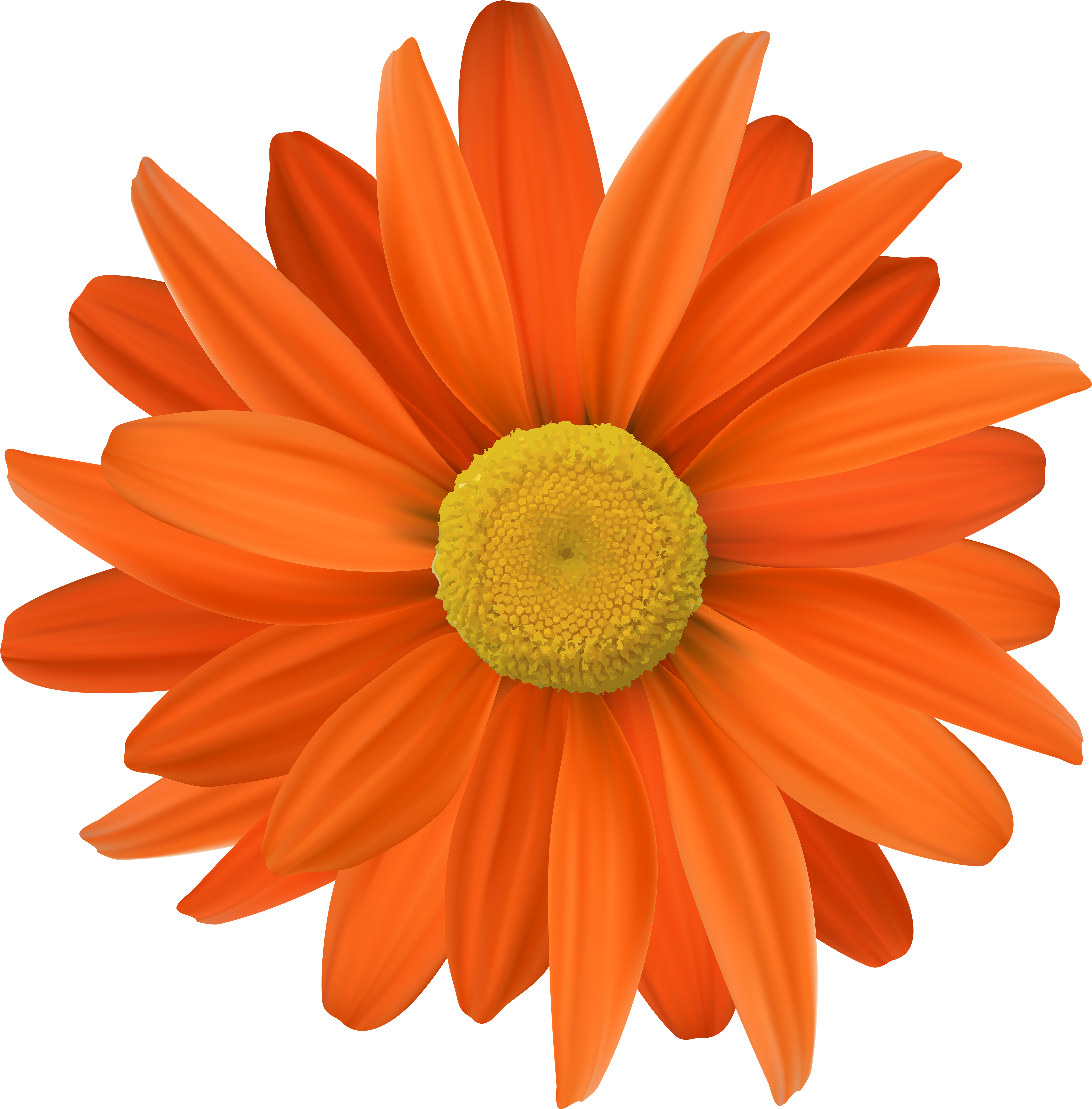 5000 X 5076 11 - Orange Colour Flowers Clipart (5000x5076), Png Download