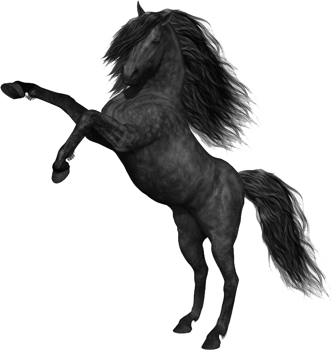 Mustang Horse Png Photos - Black Horse Png Clipart (736x750), Png Download