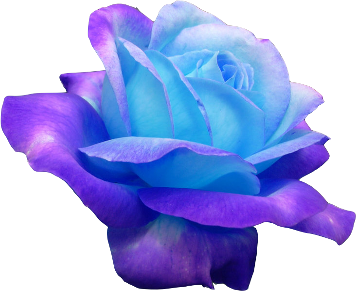 Rose Blue Clipart (732x597), Png Download