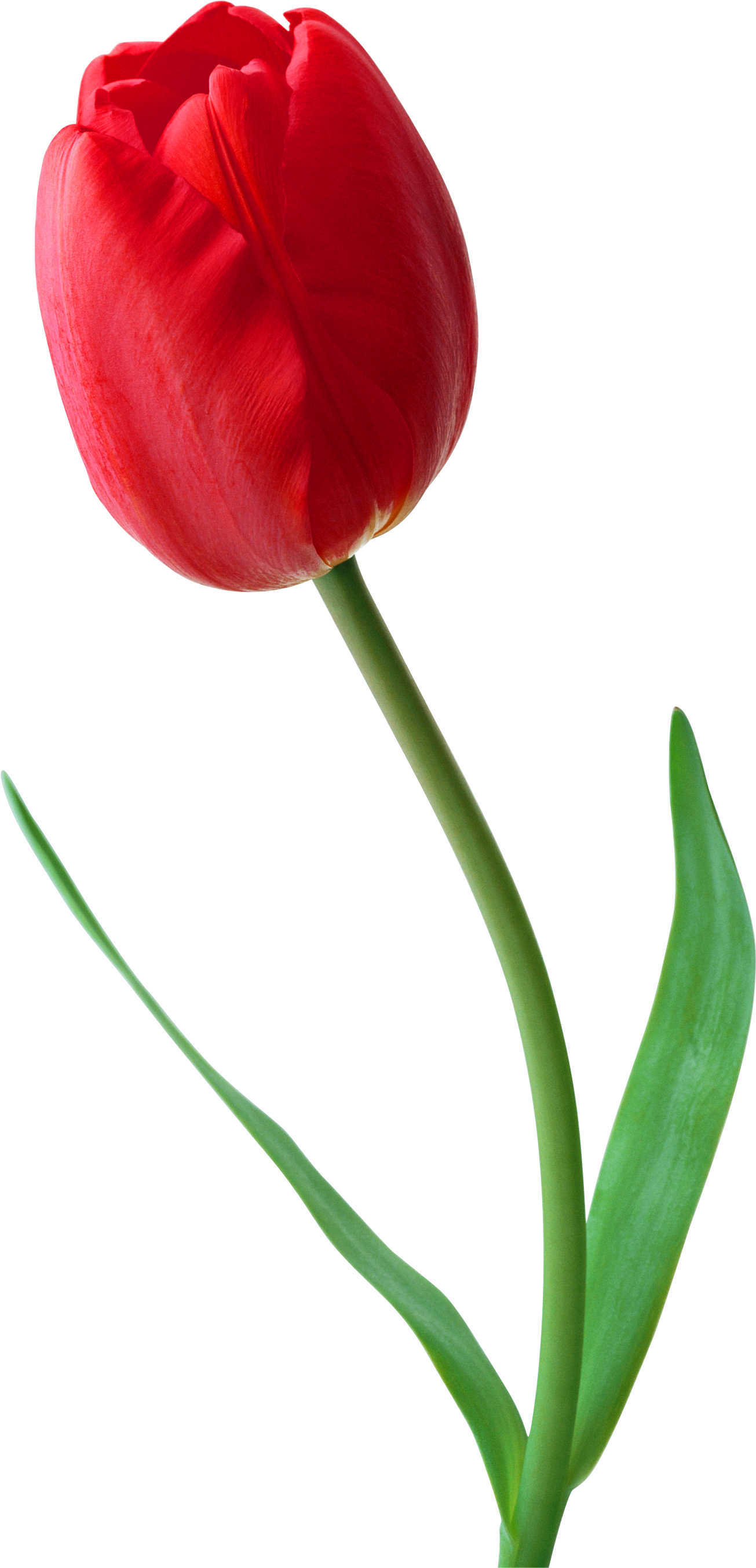 Large Png Red Tulip Clipart - Tulip Png Transparent Png (1420x2738), Png Download