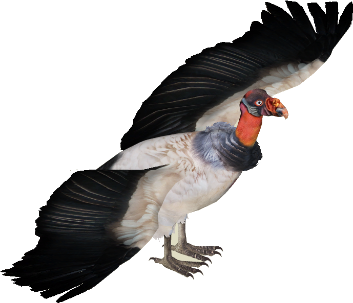 Vulture Png - Zoo Tycoon 2 Vulture Clipart (688x688), Png Download