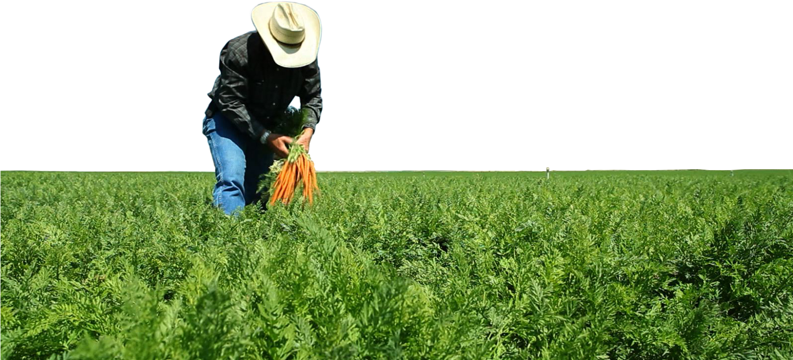 Farmer Agriculture Png Clipart (1600x1079), Png Download