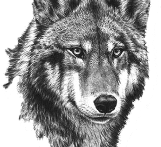 White Wolf Clipart Small Wolf - Tattoo Mgeli - Png Download (640x480), Png Download