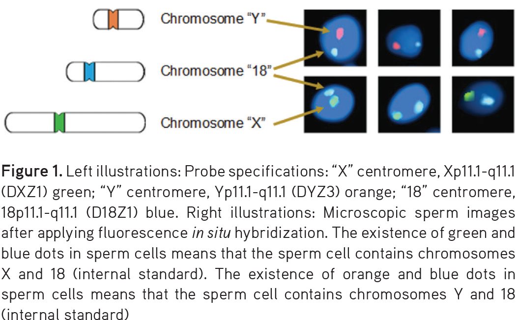 The Microscopic Images Of Some Sperm Cells Are Shown - Planet Clipart (1063x671), Png Download