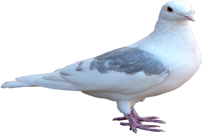 Pigeon Png Transparent Hd - Pigeon Png Hd Clipart (728x456), Png Download