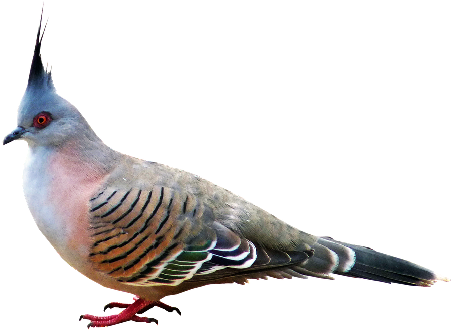 Pigeon, Bird, Nature, Wildlife, Ornithology - Bulbul Clipart (960x672), Png Download