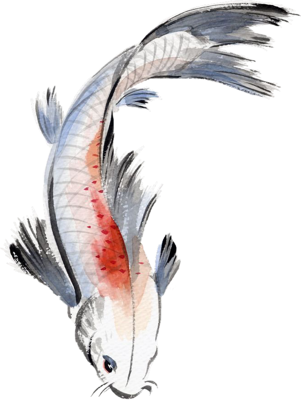 Clipart Free Stock Fishes Drawing Watercolor - Chinese Traditional Koi Painting - Png Download (661x879), Png Download