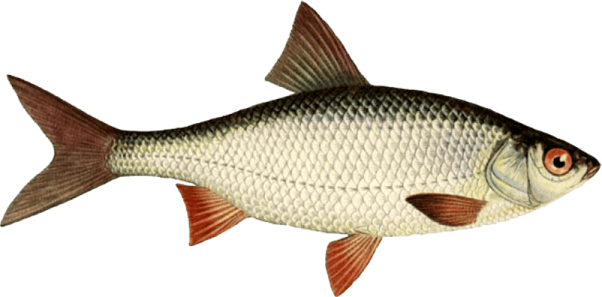Free Png Download Fish Png Images Background Png Images - Roach Fish Clipart (850x420), Png Download