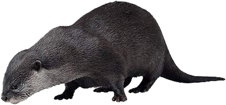 Otter Png Hd - North American River Otter Clipart (1000x800), Png Download