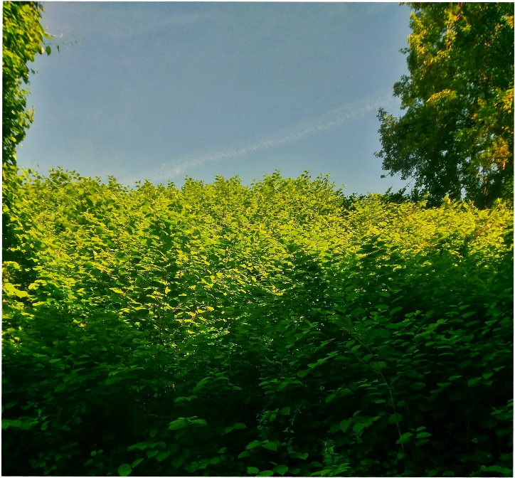 Shrubs Sticker - Canola Clipart (1024x951), Png Download