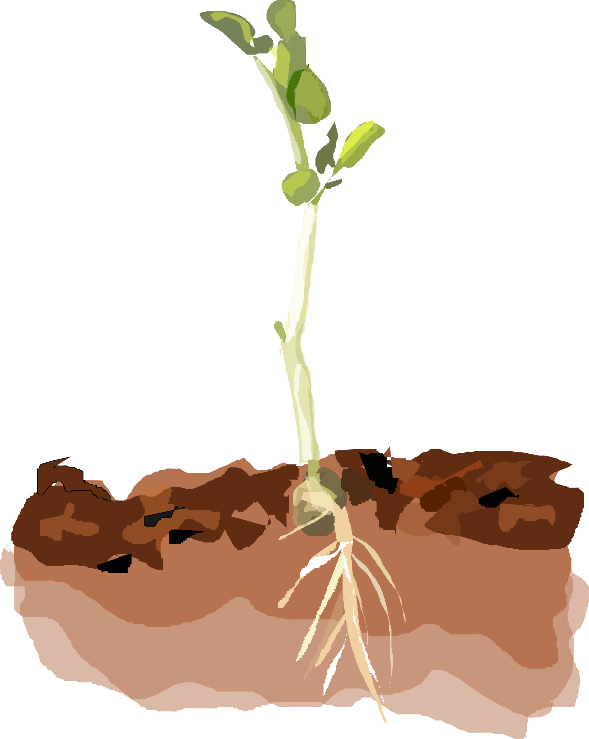 Picture Freeuse Download Growth Clipart Clipart Transparent - Clipart Plants In Soil - Png Download (1912x2398), Png Download