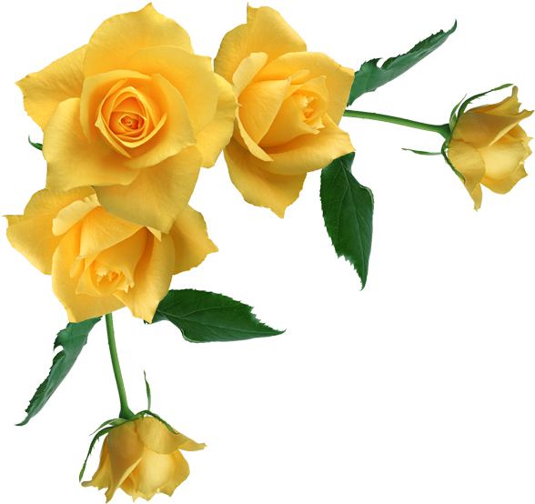 Yellow Rose Flower Free Png Transparent Images Free - Yellow Flower Border Transparent Clipart (629x592), Png Download