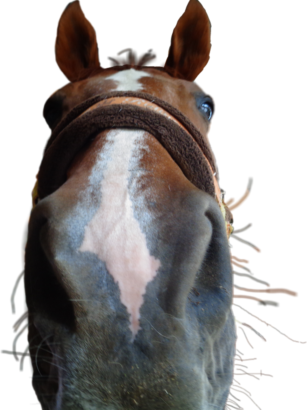 Horse Sticker - Sorrel Clipart (1024x1368), Png Download