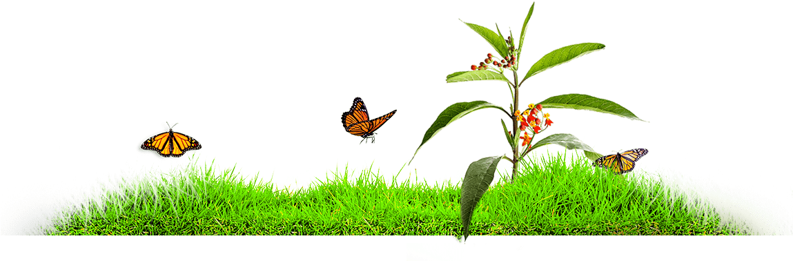 Mariposas Metamorfosis - Monarch Butterfly Clipart (1148x395), Png Download