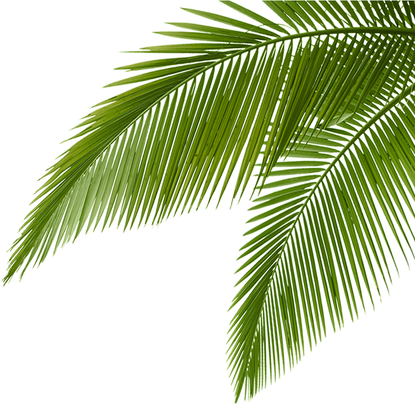 Palm Leaves - Attalea Speciosa Clipart (850x853), Png Download