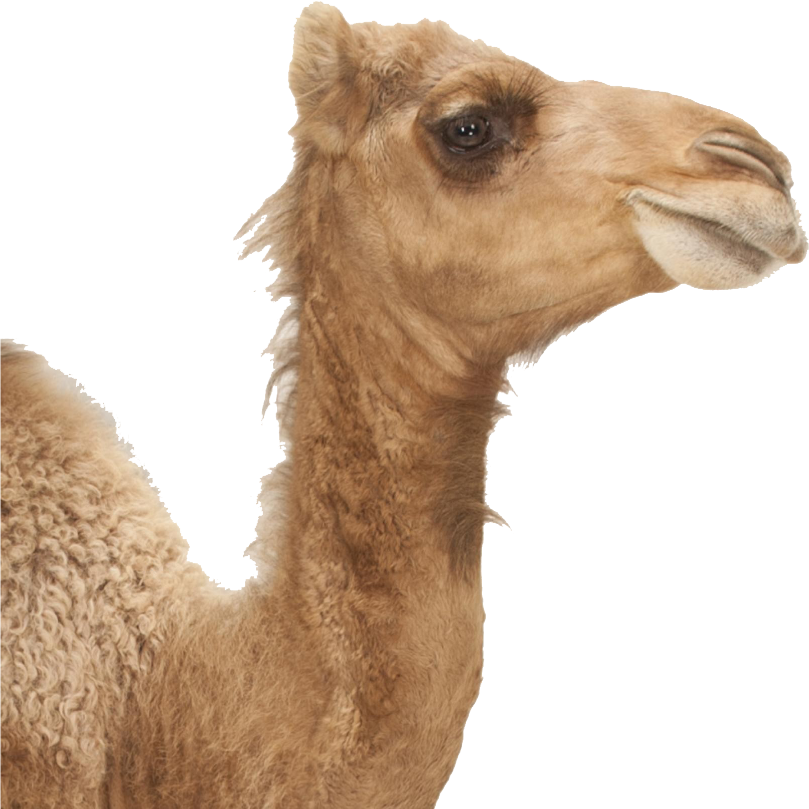 Camel Png Image Download - Animals With Long Necks And Big Lips Clipart (1900x1899), Png Download