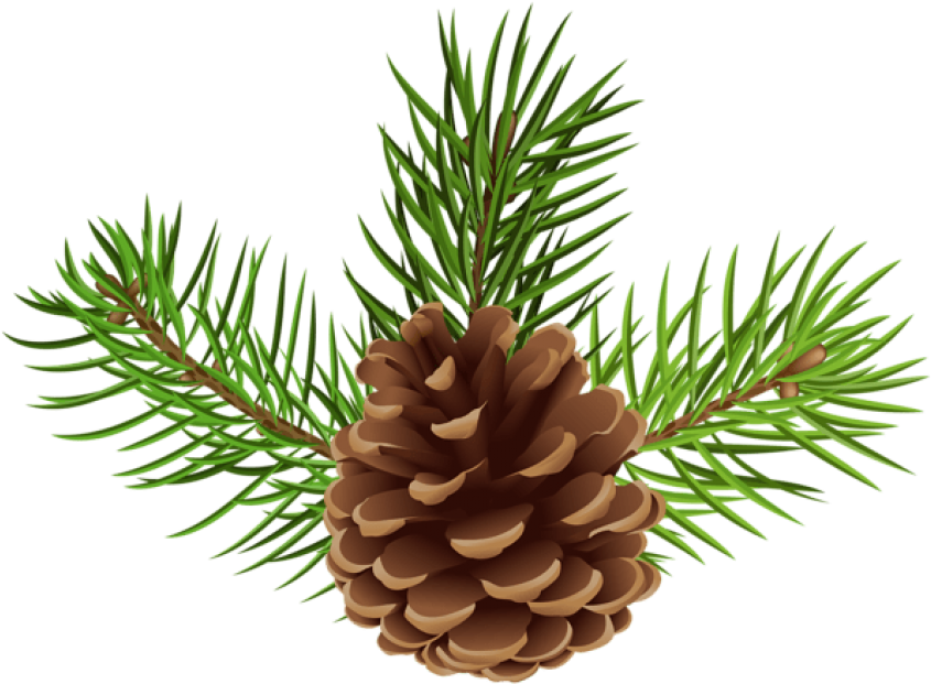 Free Png Pine Cone Png - Pine Cone Clipart Transparent Png (850x627), Png Download