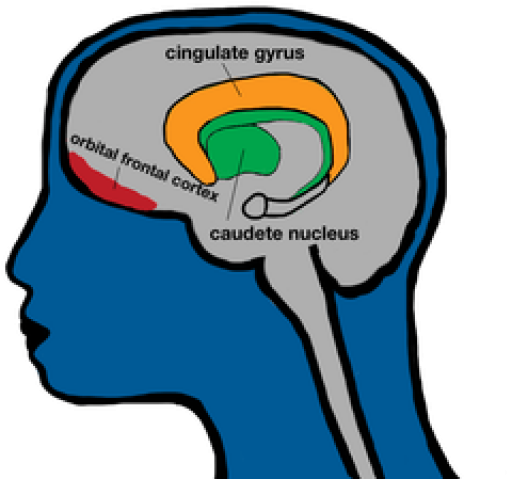 Brain Clipart Prefrontal Cortex - Png Download (640x480), Png Download