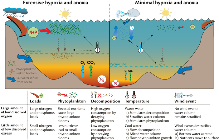 Ocean Water Column - Bp Oil Spill Diagram Clipart (701x465), Png Download