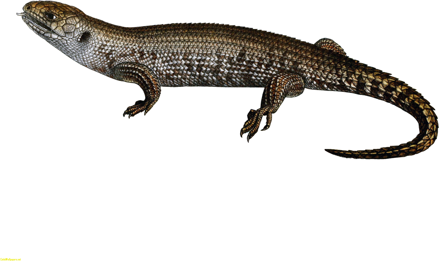 Lizard Transparent Clipart (1600x1280), Png Download