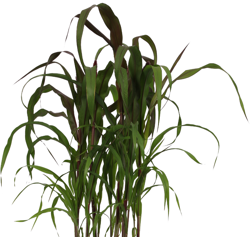 Pennisetum - Grass Clipart (1000x1000), Png Download
