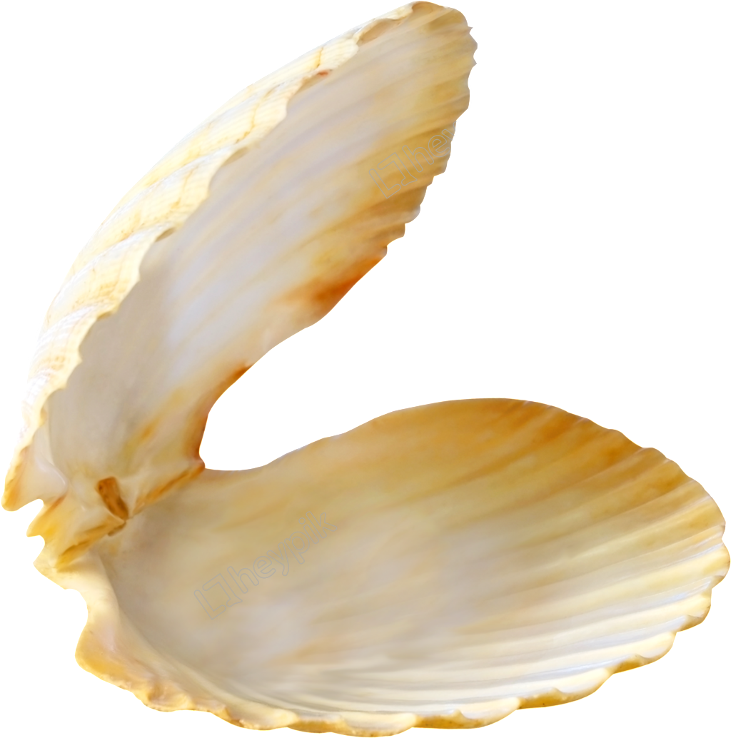 Shells Vector Shell Beach - Concha De Mar Abierta Png Clipart (1024x1034), Png Download