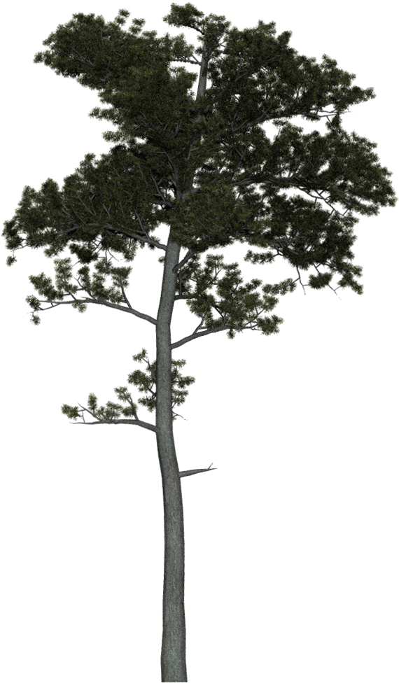 Pine Tree Tweak 1 - Pond Pine Clipart (700x1000), Png Download