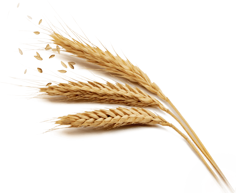 Grain Png Free Download - Clear Background Wheat Png Clipart (787x644), Png Download