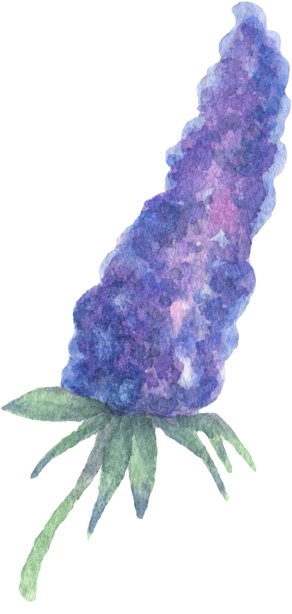 Hand Painted Purple Plant Flower Watercolor Transparent Clipart (979x2058), Png Download