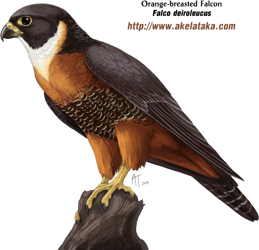 Falcon Png Photos - Falcon Png Clipart (925x864), Png Download