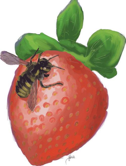 Strawberry Clipart (500x659), Png Download