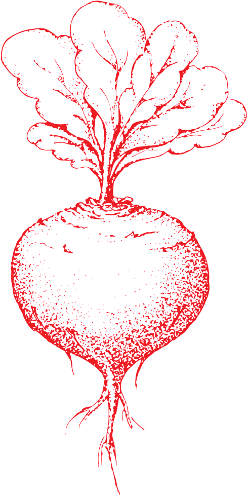 Hand Drawn Carrots Transparent Vegetables - Illustration Clipart (488x977), Png Download