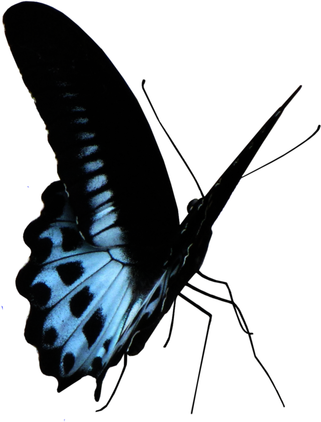 Blue Butterfly Png - Lycaenid Clipart (780x1025), Png Download