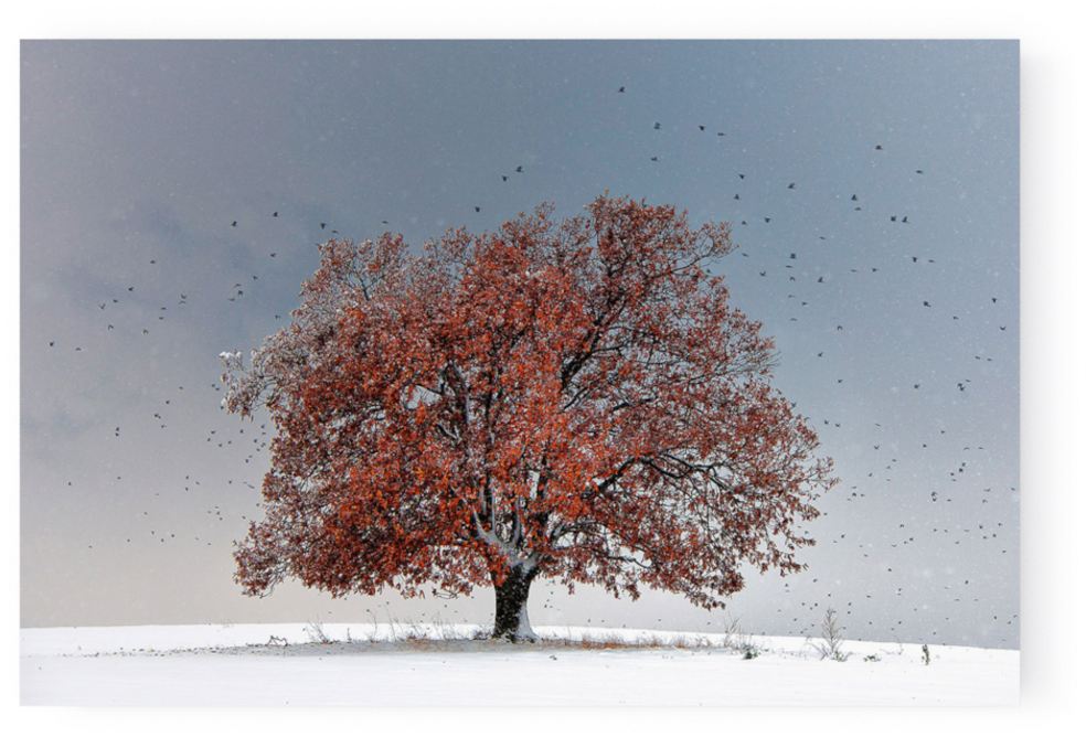 Photo Tree Of Life - Yellowkorner Arbre Clipart (1000x667), Png Download